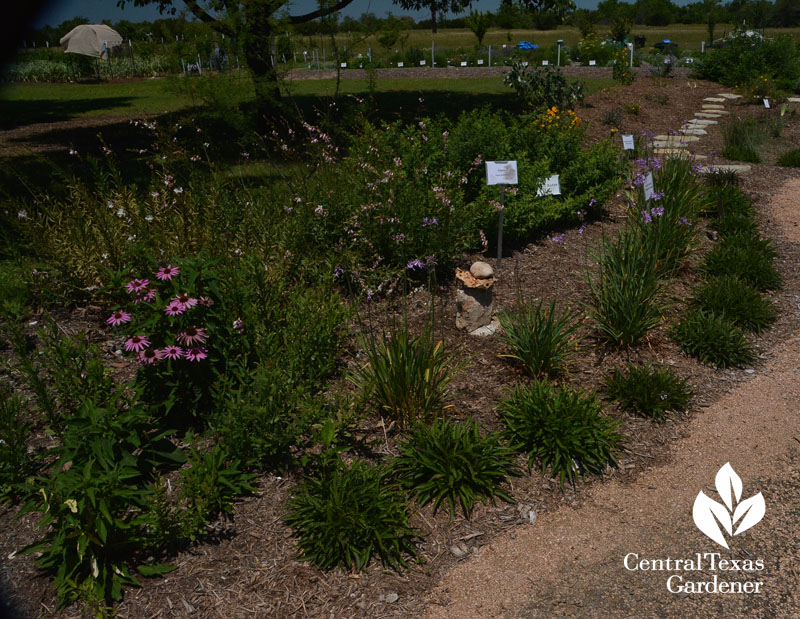 native and adapted drought plant design Central Texas Gardener