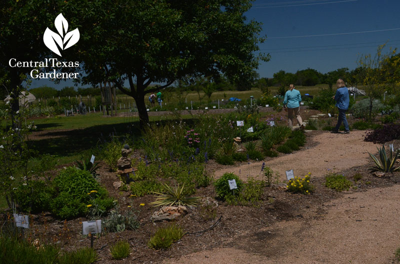 drought tolerant garden design Central Texas Gardener
