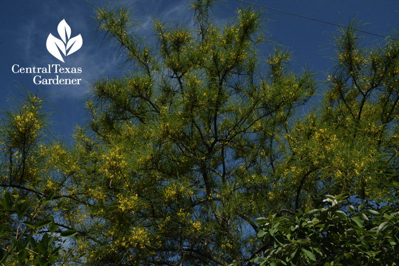 native retama Palo Verde tree Central Texas Gardener