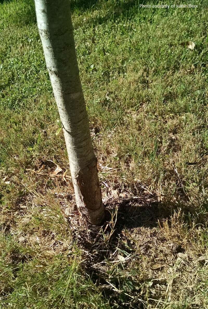 oak tree wound Central Texas Gardener