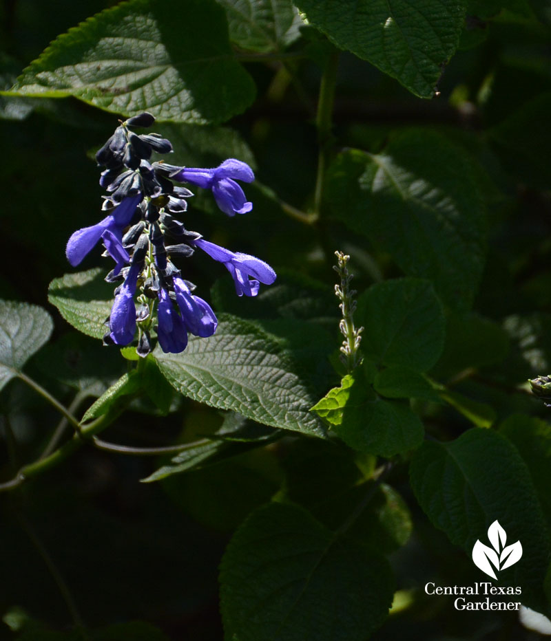 purple salvia Central Texas Gardener