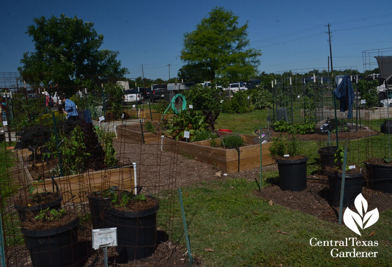 raised vegetable bed ideas Central Texas Gardener