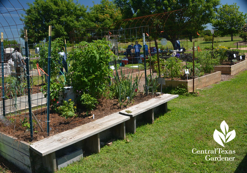 raised vegetable beds with seating Central Texas Gardener