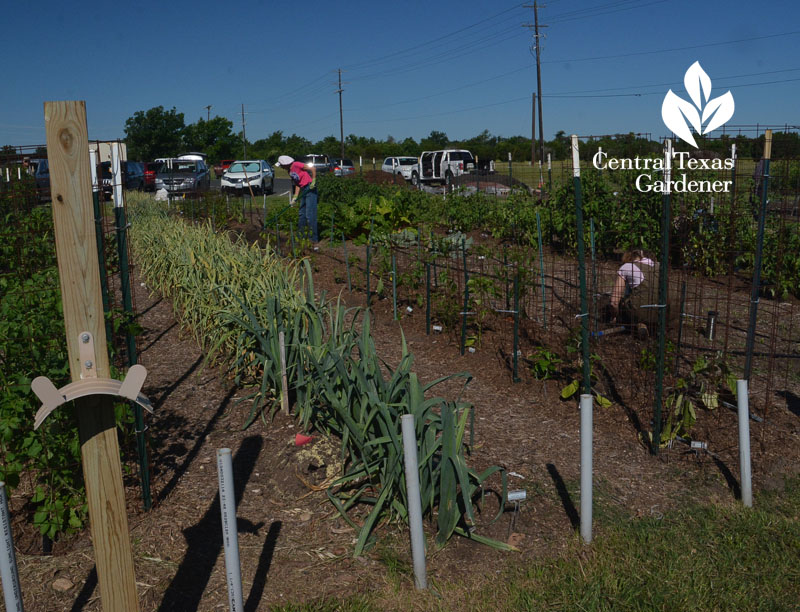 vegetable beds Williamson County Extension Master Gardeners Central Texas Gardener