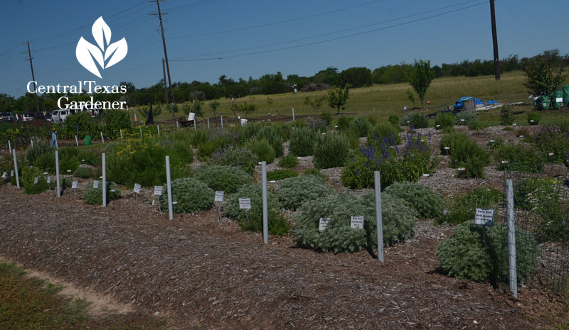 water control berms Earth Kind herb garden Central Texas Gardener