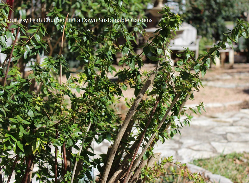 Abelia cut back Leah Churner Central Texas Gardener