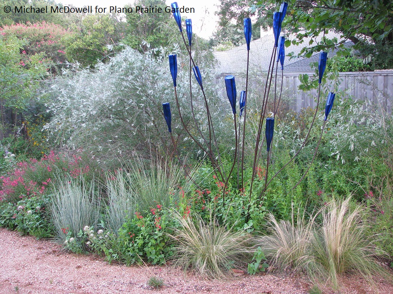 Aloysia gratissima photo Michael McDowell Central Texas Gardener