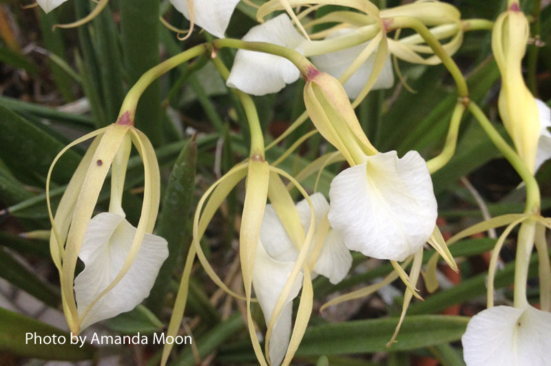 Brassavola nodosa Central Texas Gardener