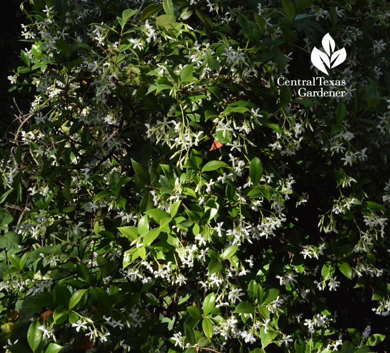 Confederate jasmine Central Texas Gardener