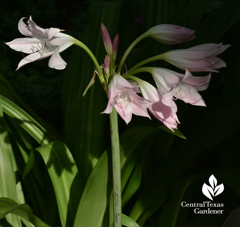 Crinum lily Central Texas Gardener