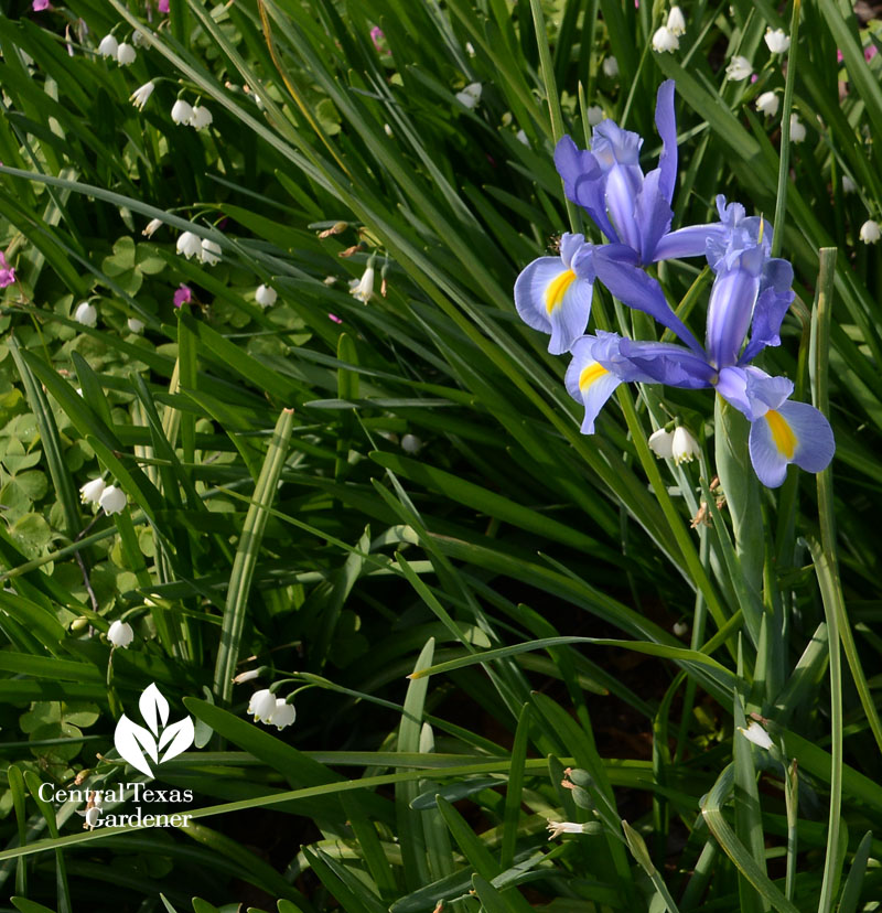 Dutch iris and Leucojum aestivum Central Texas Gardener