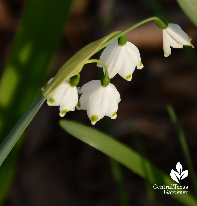 Leucojum aestivum Central Texas Gardener 2