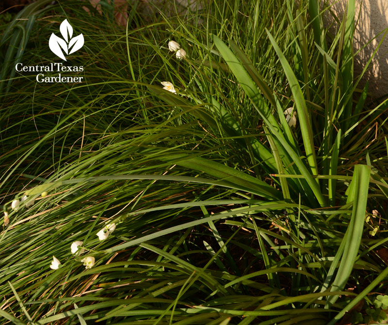 Leucojum aestivum and Scott's sedge Central Texas Gardener