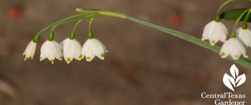 Leucojum aestivum droop Central Texas Gardener