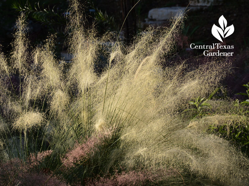 Muhlenbergia sericea ‘White Cloud’ Central Texas Gardener