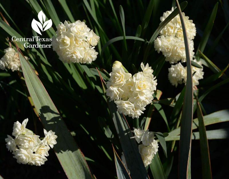 Narcissus Erlicheer among Yucca pallida Central Texas Gardener