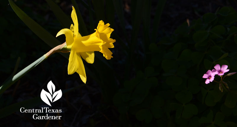 Narcissus Marieke and oxalis Central Texas Gardener