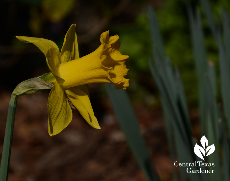 Narcissus Marieke side view Central Texas Gardener