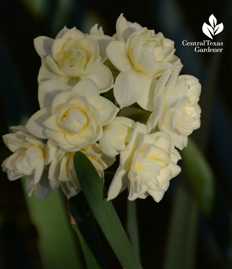 Narcissus Erlicheer Central Texas Gardener