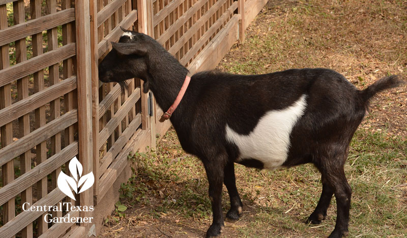 Nigerian Dwarf goat Central Texas Gardener