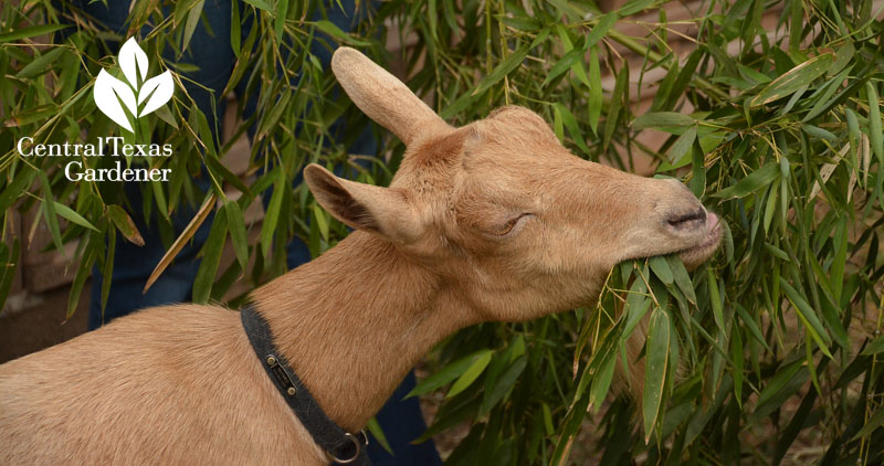 Nigerian Dwarf goat eats bamboo Central Texas Gardener