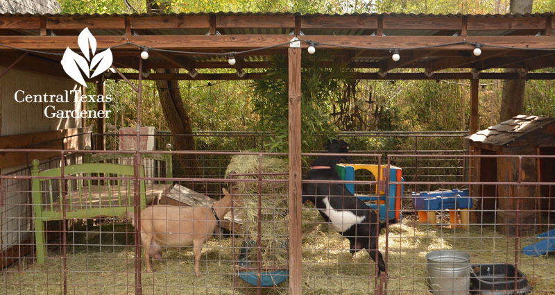 Nigerian Dwarf goat pen Central Texas Gardener
