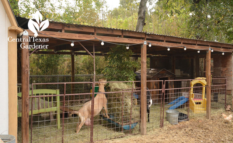 Nigerian Dwarf goat pen and chicken coop Central Texas Gardener