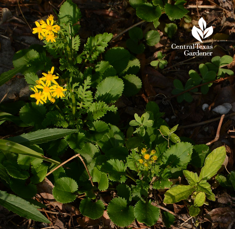 Packera obovata golden groundsel Central Texas Gardener