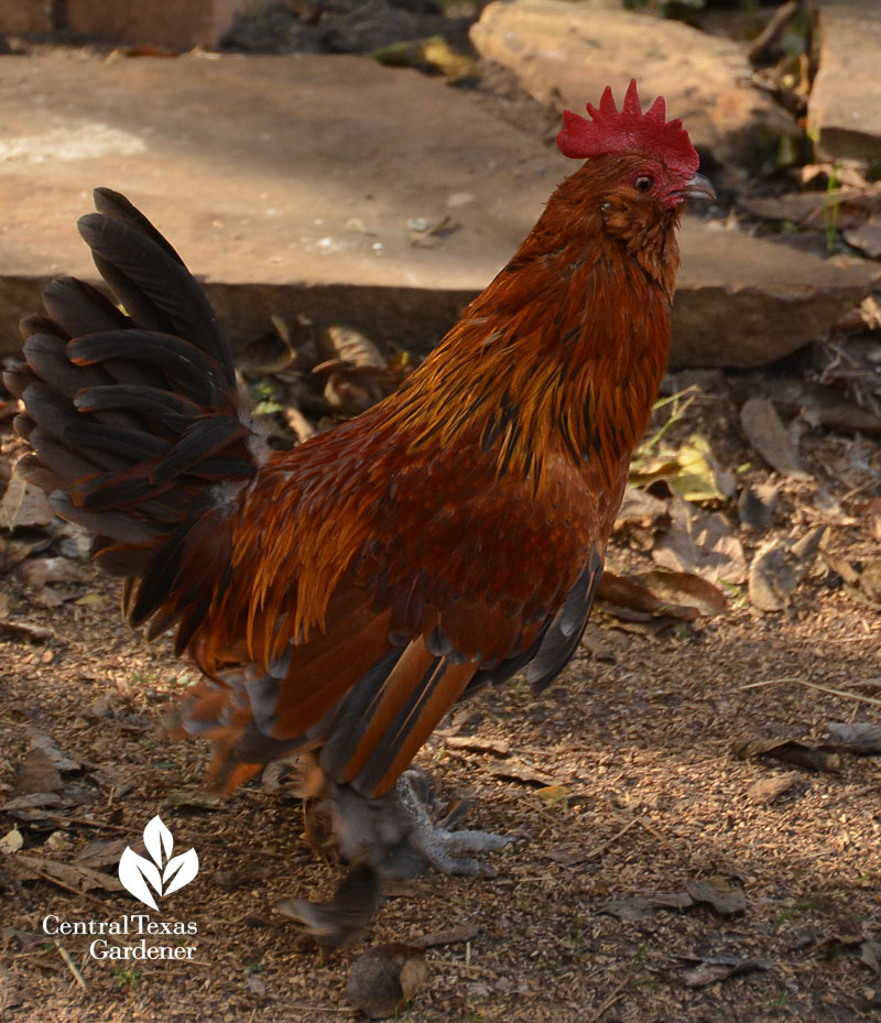 Rooster Central Texas Gardener