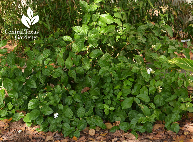 Sambac jasmine small shrub dappled shade Central Texas Gardener