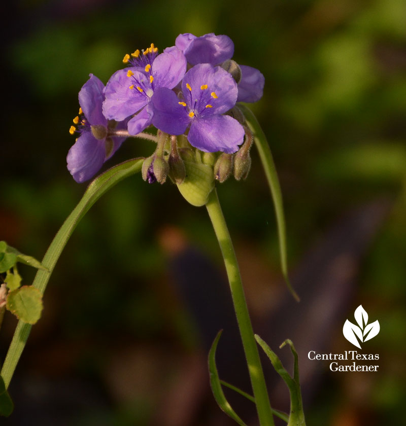 Spiderwort gigantea Central Texas Gardener