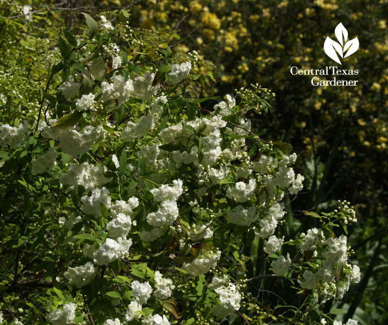 Spiraea against Lady Banks rose Central Texas Gardener