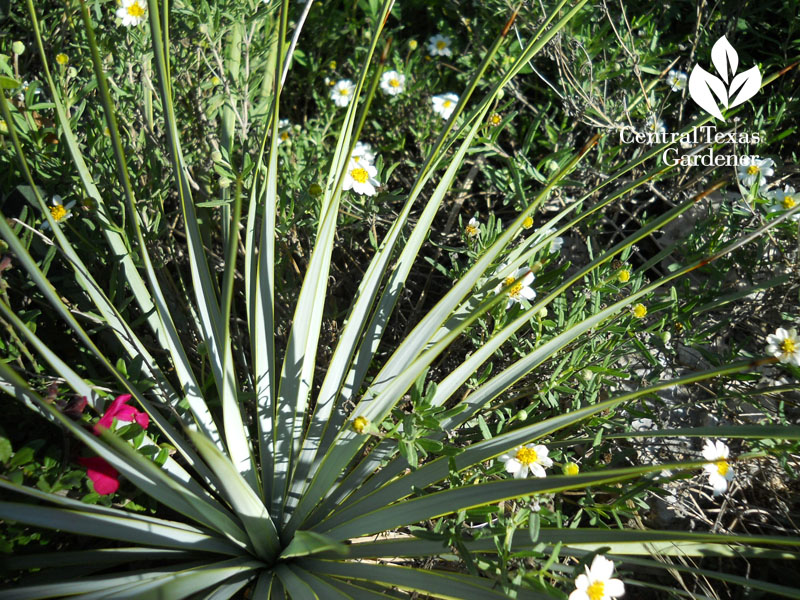 Yucca pallida blackfoot daisy moonlight plants Central Texas Gardener
