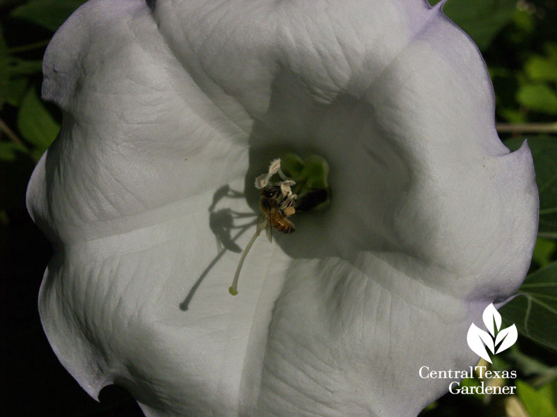 bee in datura Central Texas Gardener