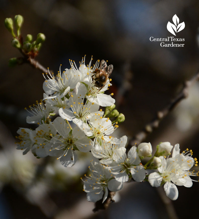 bee on Mexican plum Central Texas Gardener