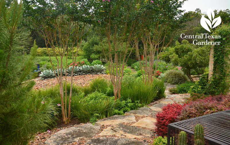 crape myrtle screen path garden Central Texas Gardener