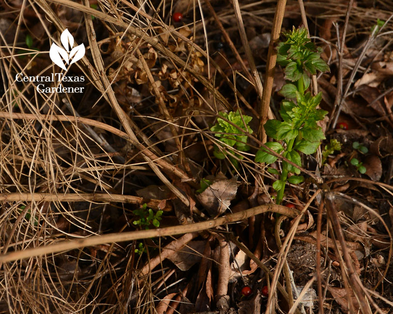 firecracker fern emerge after freeze Central Texas Gardener