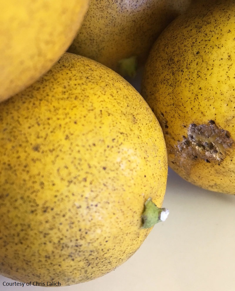 fungal black spots on Meyer lemon Central Texas Gardener