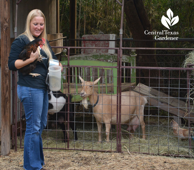 goats and chickens backyard urban farm Central Texas Gardener