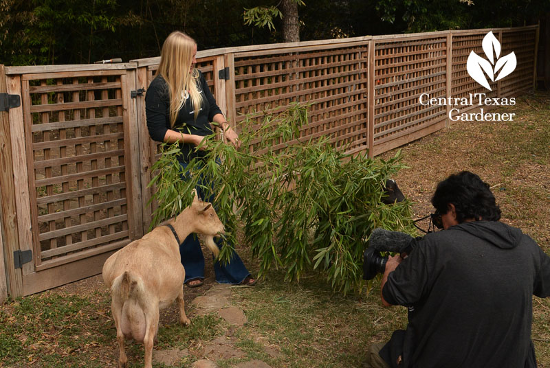 goats eating bamboo Central Texas Gardener