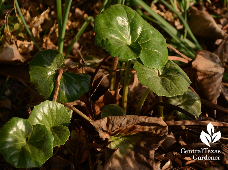 ligularia emerge after freeze Central Texas Gardener