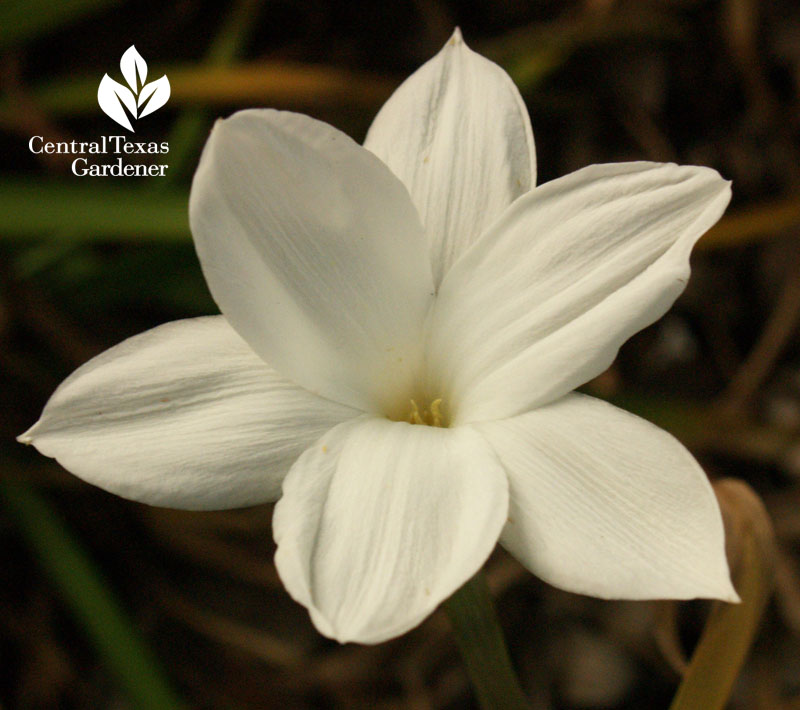 rain lily Central Texas Gardener