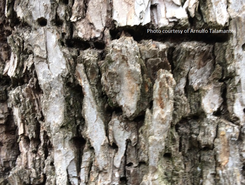 sapsucker bird holes in cedar elm tree Central Texas Gardener