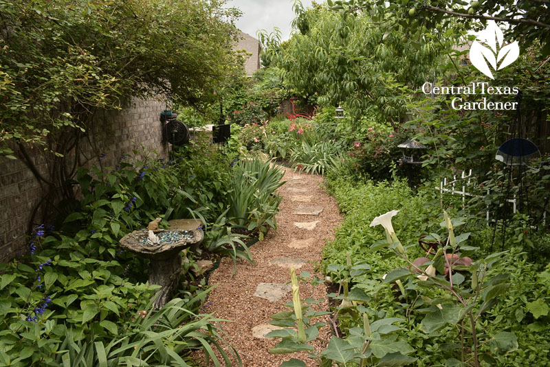 side garden path Central Texas Gardener