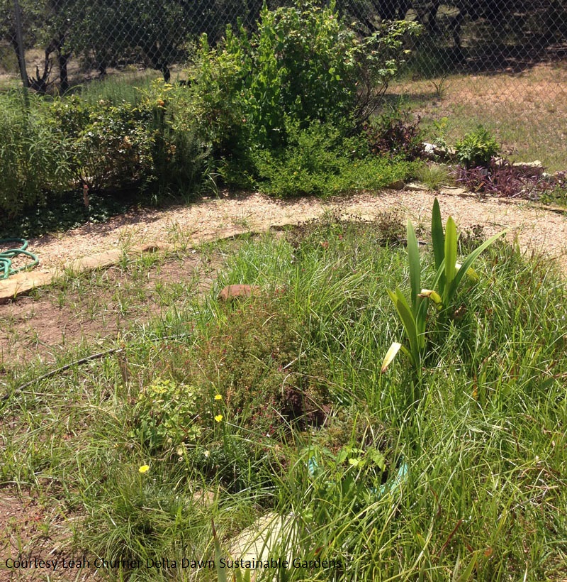 start garden from scatch Leah Churner Central Texas Gardener