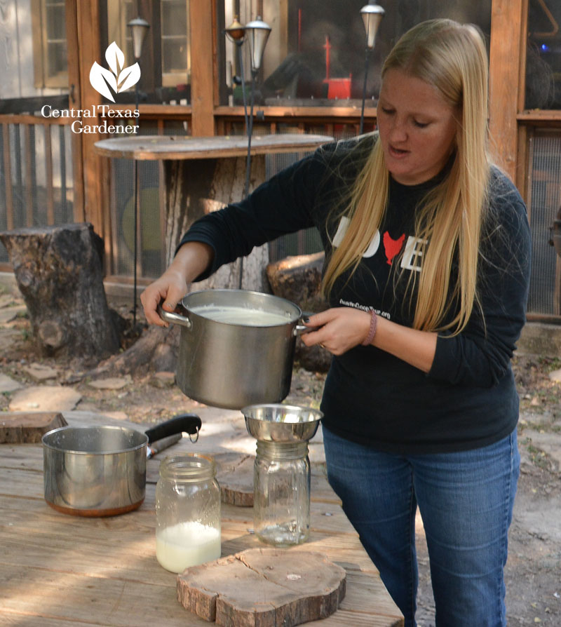 straining goat milk Central Texas Gardener