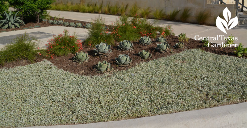 streetside silver ponyfoot agave parryi firecracker fern drought tough Central Texas Gardener