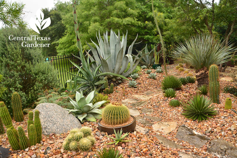 succulent garden Syd Teague Central Texas Gardener