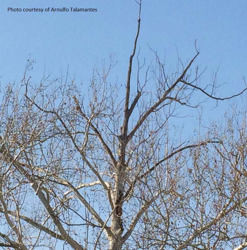 sycamore tree problem Central Texas Gardener