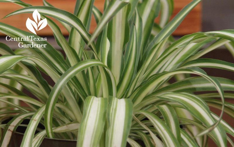 variegated airplane plants Central Texas Gardener